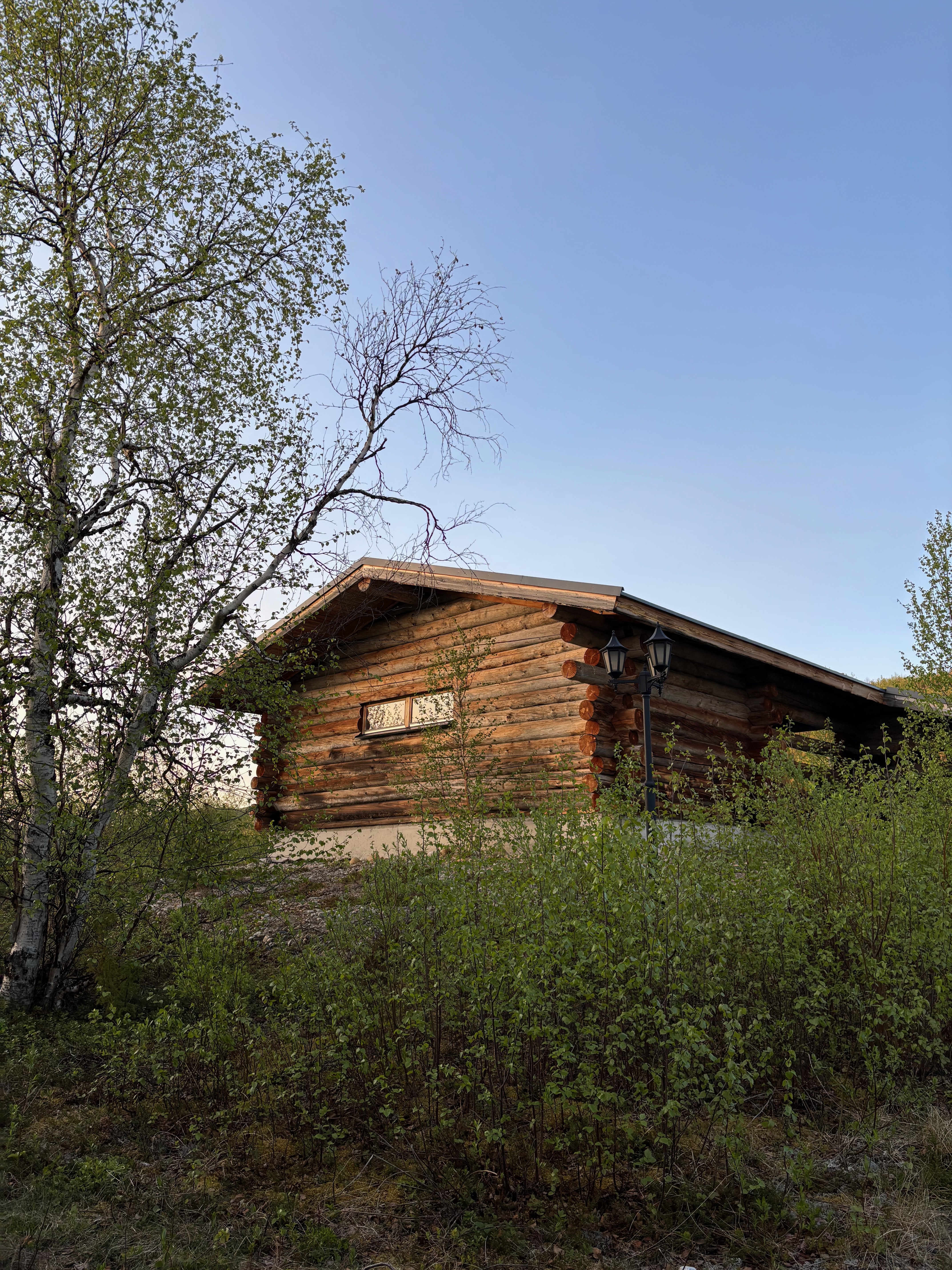Cabin from back side with birch trees, summer