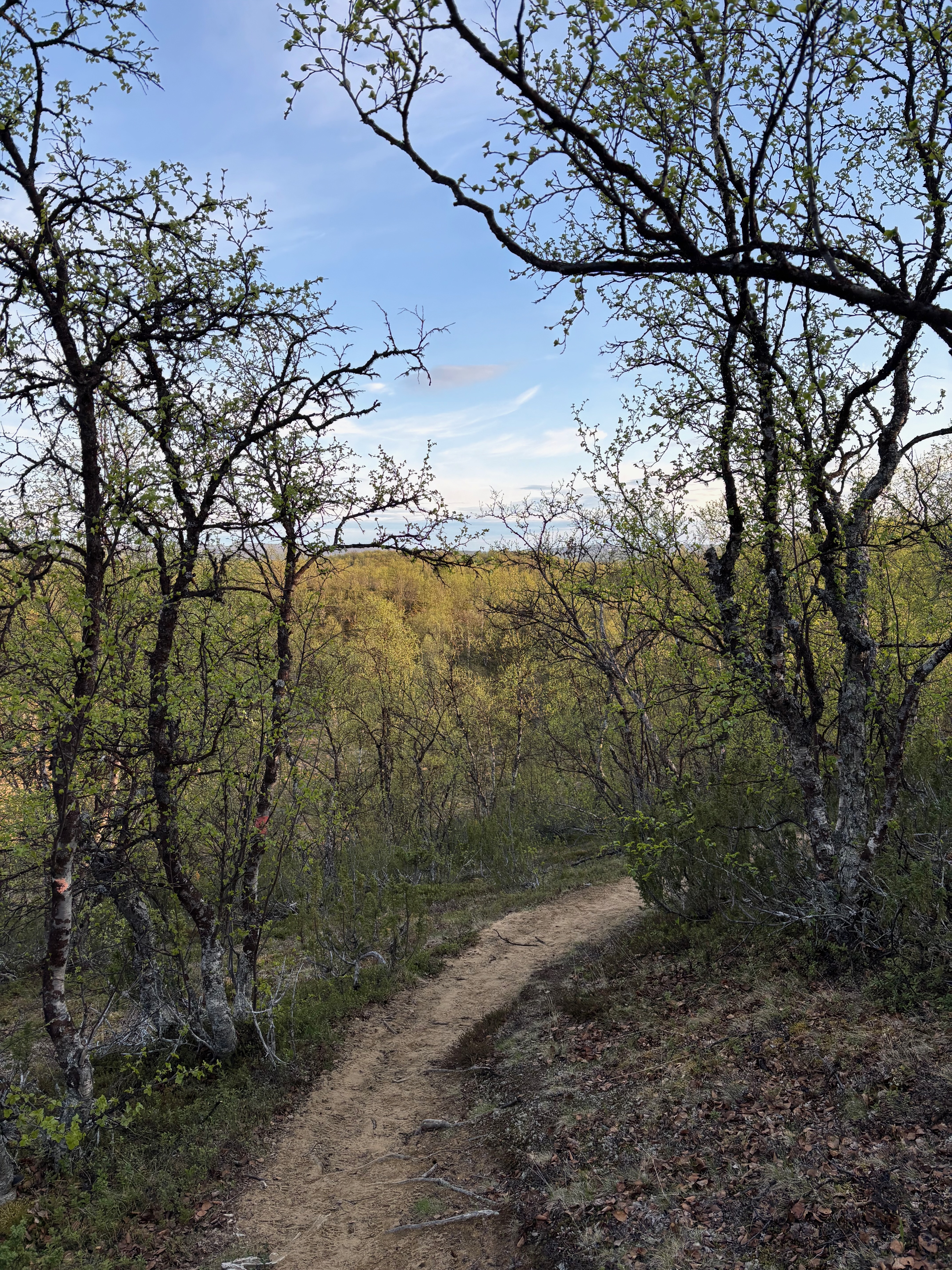 Narrow trail through green birch woodland